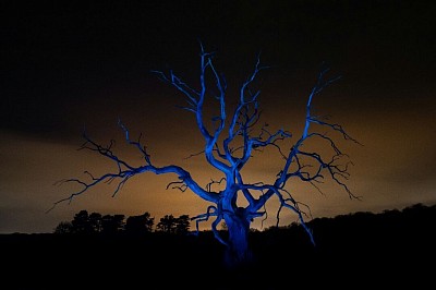 Wild-Light Tree with Town Light Pollution Photo Mclean/Szanto