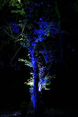 Sanctum Tree lighting