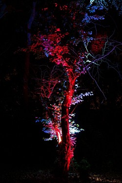 Sanctum Tree lighting